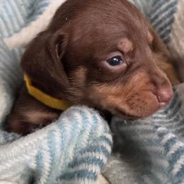 Yellow collar boy - Chocolate and tan male Dachshund puppy in St. Agatha, Maine from Spruce Valley Miniature Dachshunds & Boston Terriers
