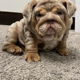 Bulldog Puppies from Gavier’s Classy Bulldogs
