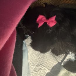 Ivy - Yorkshire Terrier