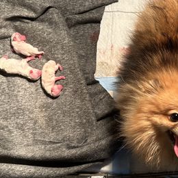 Pomeranians and Shih Tzus from Shih Tzus and Poms Di Colletti