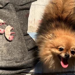 Pomeranians and Shih Tzus from Shih Tzus and Poms Di Colletti