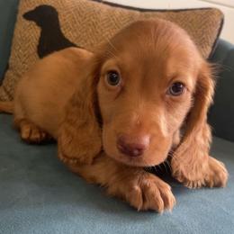Chocolate based ee red (poss dapple) - Chocolate male Dachshund puppy in West Plains, Missouri from Spring Creek Dachshunds