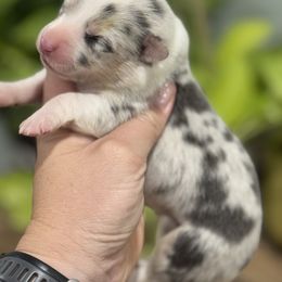 Marigold (Mari) - Blue merle and white female American Corgi puppy in Tishomingo, Mississippi from Magnolia Trace Corgis