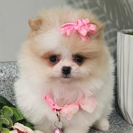 Cupcake - Cream parti female Pomeranian puppy in Utica, Ohio from Poodle Me Crazy