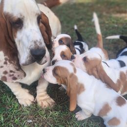 Basset Hound Puppies from Twin Creek Acres