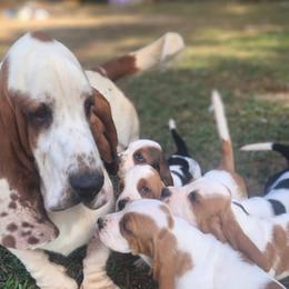 Basset Hound Puppies from Twin Creek Acres