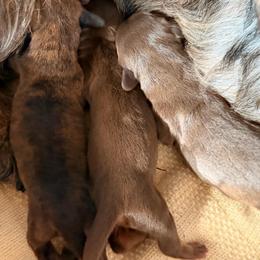 Jack - Chocolate and tan male Dachshund puppy in Missoula, Montana from The Dainty Dachshund