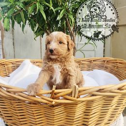 Cinnamon Dulce - Yellow and white female Bernedoodle puppy in Graham, Texas from 2 Rose Ranch Doodles