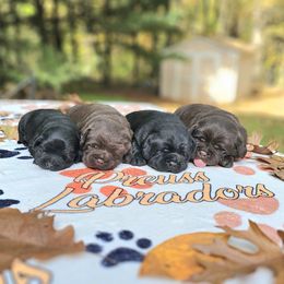 Labrador Retriever puppies from Preuss Puppies