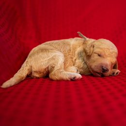 Goldendoodles from Jarvis Goldendoodles