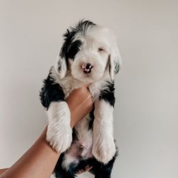 Urban - Black and white male Sheepadoodle puppy in Wabash, Indiana from DOODCompany