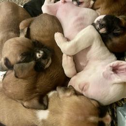 Boxer Puppies from Rowe’s Royal Boxers
