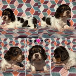 Luna - Piebald female Dachshund puppy in Gatesville, Texas from Emily’s Doxie Domain