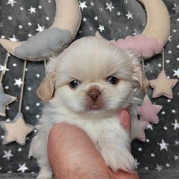 White Chocolate Girl - Cream female Pekingese puppy in Batesburg Leesville, South Carolina from My Unique Peke