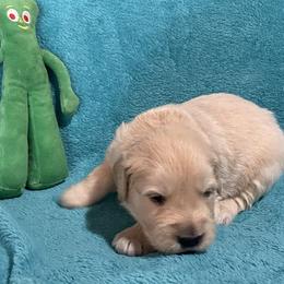 Pickles - Light golden male Golden Retriever puppy in Ennis, Texas from Amberidge Golden Retrievers