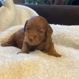 Crimson - Red female Cockapoo puppy in Utica, Ohio from Poodle Me Crazy