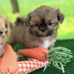 Shih Tzus from Purely Shih Tzu