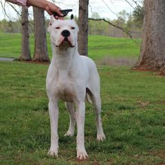 Moncho - Dogo Argentino