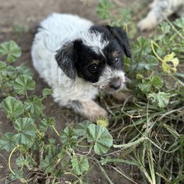 Aussiedoodle, Miniature Australian Shepherd, Poodle, and Toy Australian Shepherd Puppies from Mowry Creek Mini Aussiedoodles and More