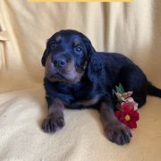 Boy 1 - Gordon Setter puppy in Escondido, California from Sunshine Hill Top Gordon