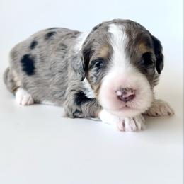 Isla - Blue merle female Bernedoodle puppy in Pulaski, Tennessee from Doodle My Heart