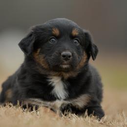 Rita - Black tri female Miniature Australian Shepherd puppy in Hartman, Arkansas from Southern Edition Aussies