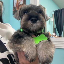 Ducky - Salt and pepper female Miniature Schnauzer puppy in Lehigh Acres, Florida from Regency Schnauzer