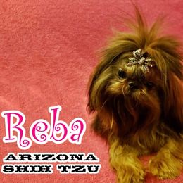 Shih Tzus from Arizona Shih Tzu