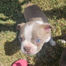 Girl 1 - Lilac female Boston Terrier puppy in Sulphur Springs, Texas from B&B Bostons