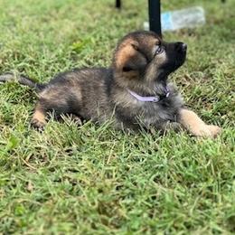 Light purple - Sable female German Shepherd puppy in Abingdon, Virginia from Roark German Shepherds
