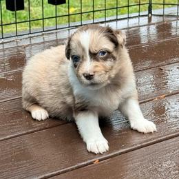 Mars - Red merle male Australian Shepherd puppy in Yelm, Washington from Country Rose Australian Shepherds