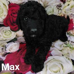 Max - Black male Goldendoodle puppy in Eau Claire, Wisconsin from Fisher River Doodle's