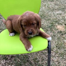 Pongo - Chocolate male Labradoodle puppy in Beltsville, Maryland from Praveen's Labradoodles