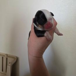 Green Collar - Black and tan male Pembroke Welsh Corgi puppy in Fallon, Nevada from Fuzzy Butt Corgies