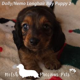 Puppy 2 by Birth order ( Boy 1 ) - Red male Dachshund puppy in Anamosa, Iowa from Melsh Precious Pets