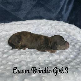Cream Brindle Girl 3 - Cream female Dachshund puppy in Pauls Valley, Oklahoma from Simply Happy Dachshunds