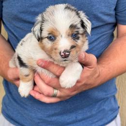 Drift - Blue merle male Miniature American Shepherd puppy in White City, Oregon from Born Rogue Miniature American Shepherds