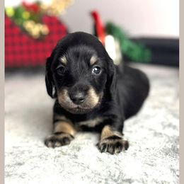Trixie - Black and cream female Dachshund puppy in Gilbertsville, Kentucky from DeLaunes Dachshunds