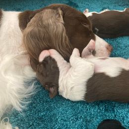 English Springer Spaniel Puppies from Ivy Hill English Springer Spaniels