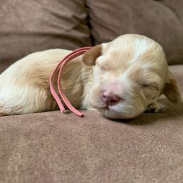 Poppy - Buff and white female Cockapoo puppy in Bedford, Iowa from Our Father’s Doodles