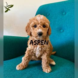 Aspen - Apricot female Goldendoodle puppy in Glendale, Arizona from Follow Your Bliss Doodles