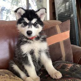 Quincy - Black and white male Siberian Husky puppy in Diamond Lake, Washington from Husky Haven WA
