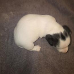Boy 3 - Tri-color male Russell Terrier puppy in Kemp, Texas from Dodd's Shorty Jack Russells
