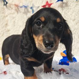 2300..Lucy - Black and tan female Dachshund puppy in Winter Haven, Florida from Gateway 2 Little Paws