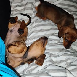 Dachshund Puppies from House of Slinkys