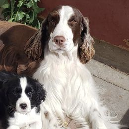 English Springer Spaniels from Little Flower Springer Spaniels