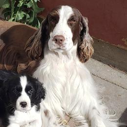 English Springer Spaniels from Little Flower Springer Spaniels