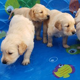 Golden Retriever Puppies from Sims Golden Retrievers