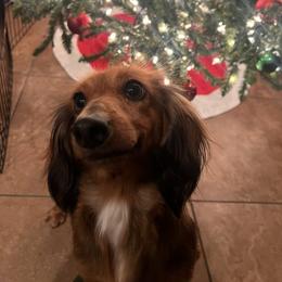 Emmy - Dachshund