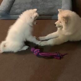Samoyed Puppies from Queen City Samoyeds